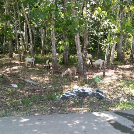 Pemerintah Desa Gelar Gotong Royong di Kuburan Muslimin Pematang Pelanduk 